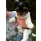 Ben, Biewer Yorkshire Terrier a la pon pom Welpen - Rüde