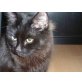 Ben, Britisch Langhaar - Kater