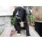 Ben, Cocker-Mix - Rüde