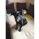Ben, Dackel- Pinscher - Rüde