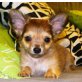 Ben, Dan, Chihuahua langhaariger Schlag - Rüde