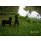 Ben, Gordon Setter Welpen - Rüde