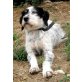 Ben, Griffon-Mix - Rüde