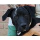 Ben, Labrador Boxer Mix - Rüde