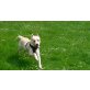 Ben, Labrador Retriever - Rüde
