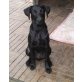 Ben, Labrador  unbekannt mittelgroß Welpen - Rüde