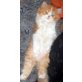 Ben, Perser - Kater