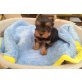 Ben, Yorkshire Terrier - Rüde