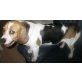 Benaya, Beagle - Hündin