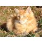 Bendix, Maine Coon - Kater