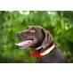 Bendzi, Magyar Vizlar,deutschen Vorsteherhund - Rüde