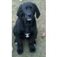 Bene(dikt), Labrador - Weimaraner Welpen - Rüde