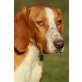 Benelus, Bracco Italiano - Rüde