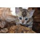Bengal Baby, Bengalkatze - Katze