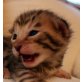 Bengal, Bengalkatze - Katze