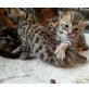 Bengal-Kätzchen, Bengalkatze - Katze