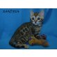 Bengal Kitten Baby, Bengalkatze - Katze