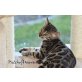Bengal Kitten , Bengalkatze - Kater