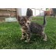 Bengal-Maine Coon Mix - Katze