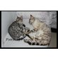 Bengal Pärchen, Bengalkatze - Kater