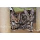 Bengal und Oriental Babys, Bengalkatze - Kater