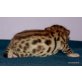 Bengalbabies abzugeben!!, Bengalkatze - Katze