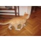Bengalbkhmix - Kater