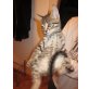 Bengalbkhmix - Katze