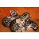 Bengaldreamcats, Bengalkatze - Kater