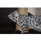 Bengaldreamcats Diamond, Bengalkatze - Katze