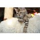Bengaldreamcats Elisha, Bengalkatze - Katze