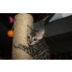 Bengaldreamcats Energy, Bengalkatze - Kater