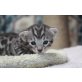 Bengaldreamcats Ice, Bengalkatze - Kater