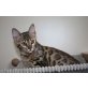 Bengaldreamcats King Cobra, Bengalkatze - Katze