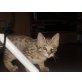 Bengalen/norweg.Waldkatze - Kater