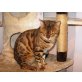 Bengalenkater, Bengalkatze - Kater