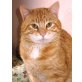 Bengalenkater, Bengalkatze - Kater