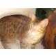 Bengalenkater, Bengalkatze - Kater