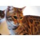 Bengalenkatze, Bengalkatze - Katze