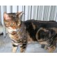 Bengalenkatze, Bengalkatze - Katze