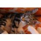 Bengalin, Maine Coon - Mix - Katze