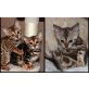 Bengalkater Bengalkatze 14Wochen, Bengalkatze - Kater