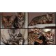 Bengalkater Bengalkatze 15 Wochen, Bengalkatze - Kater