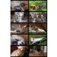 Bengalkater Bengalkatze  CATTERY WHITECREEK, Bengal Siam BKH Maincoon - Kater