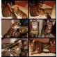 Bengalkater Bengalkatze  CATTERY WHITECREEK, Bengalkatze - Kater
