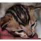 Bengalkater Bengalkatze  CATTERY WHITECREEK, Bengalkatze - Kater