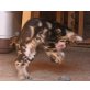 Bengalkater Bengalkatze  CATTERY WHITECREEK , Bengalkatze - Kater