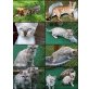 Bengalkater Bengalkatze  CATTERY WHITECREEK, Bengalkatze - Katze