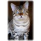 Bengalkater Bengalkatze  CATTERY WHITECREEK, Bengalkatze - Katze