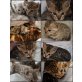 Bengalkater Bengalkatze  CATTERY WHITECREEK, Bengalkatze - Katze